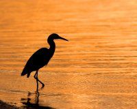 Picture of heron at waters edge
